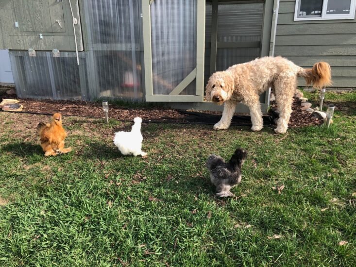 Goldendoodle with silkie chickens