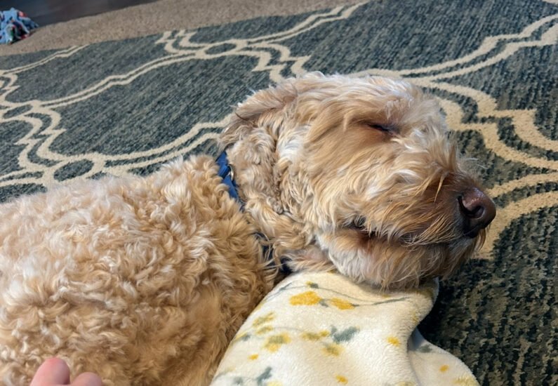 Sleeping Goldendoodle